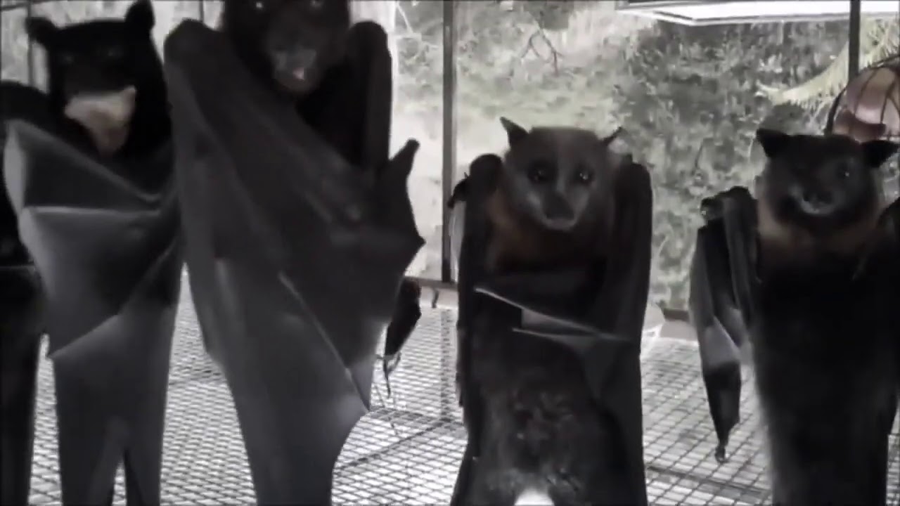 Bats Hanging Out